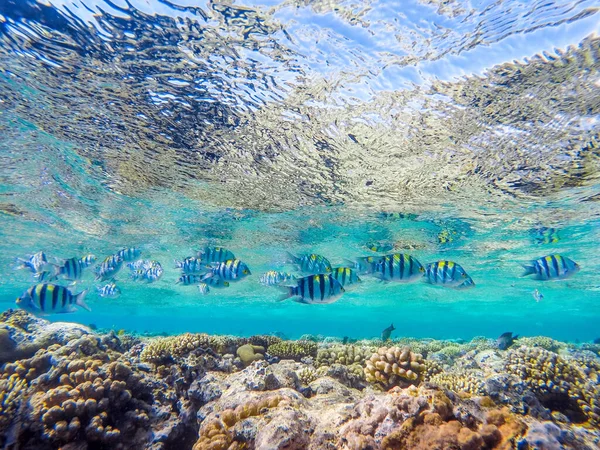 Coralli Colorati Pesci Esotici Fondo Mare Rosso Bellissimo Sfondo Estivo — Foto Stock