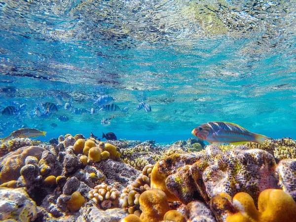 Corais Coloridos Peixes Exóticos Fundo Mar Vermelho Fundo Verão Natural — Fotografia de Stock