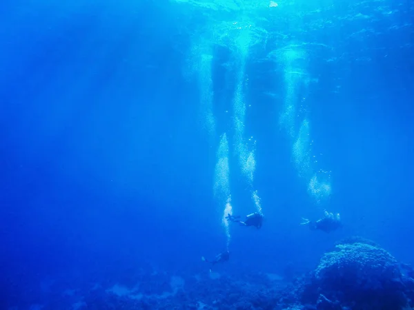 Группа Водолазов Плавающих Водой Летняя Концепция — стоковое фото