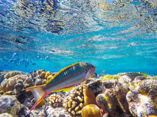 Corais Coloridos Peixes Exóticos Fundo Mar Vermelho Fundo Verão Natural — Fotografia de Stock