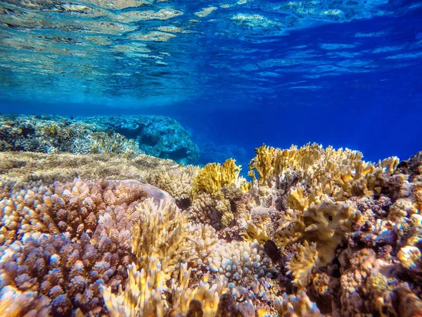 Corais Coloridos Peixes Exóticos Fundo Mar Vermelho Fundo Verão Natural — Fotografia de Stock