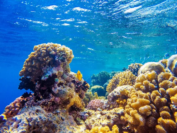 Kızıl denizin dibindeki renkli mercanlar ve egzotik balıklar. Güzel doğal yaz geçmişi