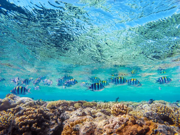 밑에는 산호와 이국적 물고기들이 아름다운 자연의 — 스톡 사진