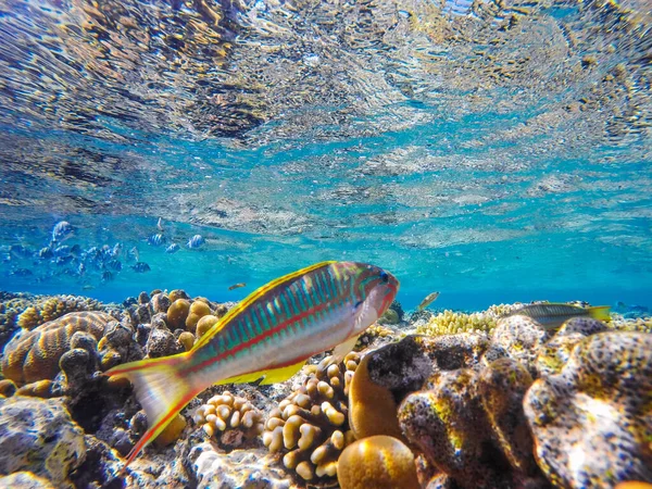 Барвисті Корали Екзотичні Риби Дні Червоного Моря Красивий Природний Літній — стокове фото
