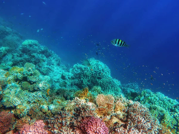 Coloridos Corales Peces Exóticos Fondo Del Mar Rojo Hermoso Fondo — Foto de Stock