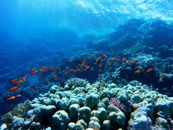 Kızıl Denizin Dibindeki Renkli Mercanlar Egzotik Balıklar Güzel Doğal Yaz — Stok fotoğraf