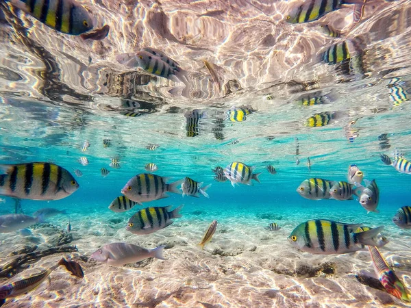 Corais Coloridos Peixes Exóticos Fundo Mar Vermelho Fundo Verão Natural — Fotografia de Stock