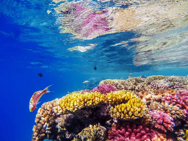 Recifes Corais Coloridos Peixes Brilhantes — Fotografia de Stock