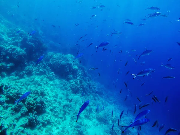 Rebanho Peixes Exóticos Alto Mar — Fotografia de Stock