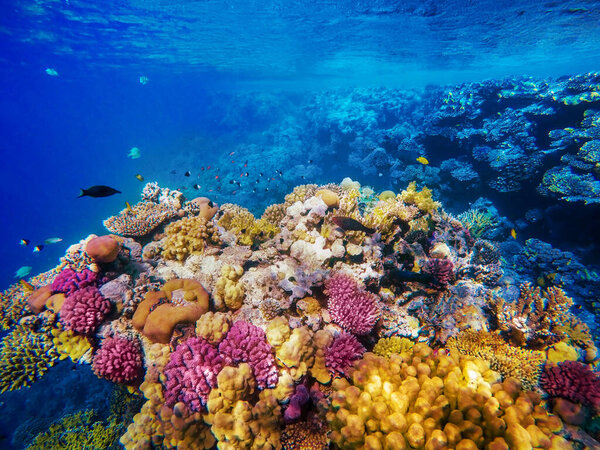 красочный коралловый риф и яркая рыба

