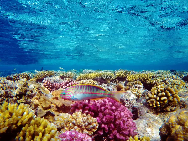 colorful coral reef and bright fish