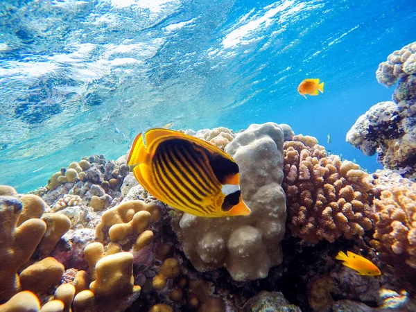 colorful coral reef and bright fish