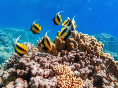 Kızıl denizin dibindeki renkli mercanlar ve egzotik balıklar. Güzel doğal yaz geçmişi