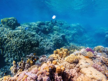 Kızıl denizin dibindeki renkli mercanlar ve egzotik balıklar. Güzel doğal yaz geçmişi