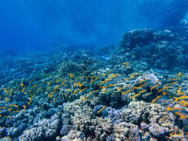 Kızıl denizin dibindeki renkli mercanlar ve egzotik balıklar. Güzel doğal yaz geçmişi