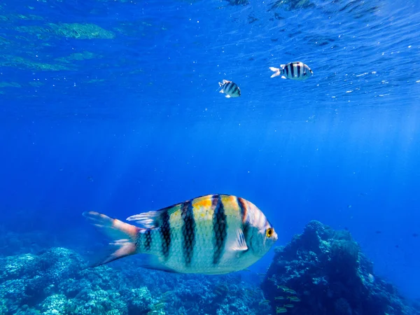 Coraux Colorés Poissons Exotiques Fond Mer Rouge Beau Fond Naturel — Photo