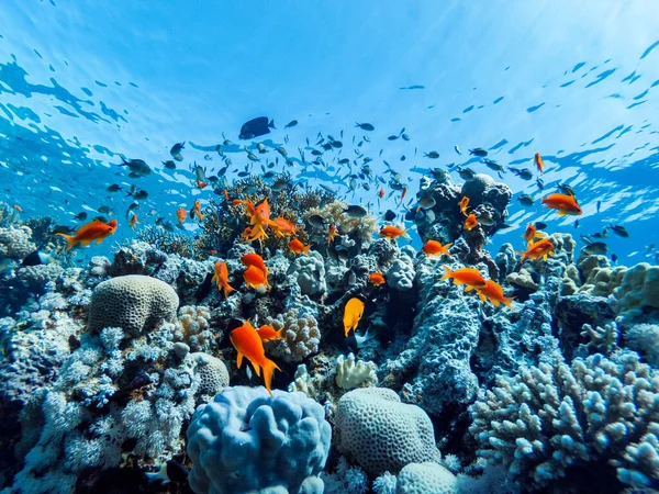 Coralli Colorati Pesci Esotici Fondo Mare Rosso Bellissimo Sfondo Estivo — Foto Stock