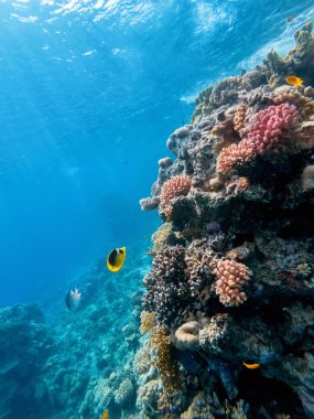 Kızıl denizin dibindeki renkli mercanlar ve egzotik balıklar. Güzel doğal yaz geçmişi
