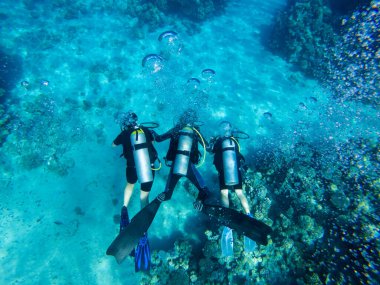 Suyun altında yüzen bir grup dalgıç. yaz konsepti