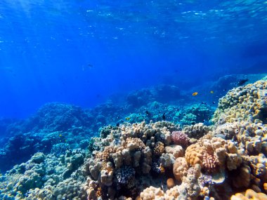 Kızıl denizin dibindeki renkli mercanlar ve egzotik balıklar. Güzel doğal yaz geçmişi