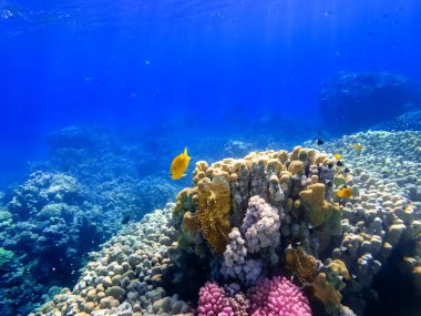 Kızıl denizin dibindeki renkli mercanlar ve egzotik balıklar. Güzel doğal yaz geçmişi