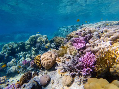 Kızıl denizin dibindeki renkli mercanlar ve egzotik balıklar. Güzel doğal yaz geçmişi
