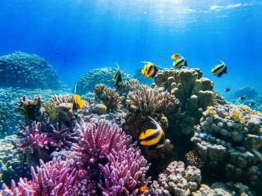 colorful corals and exotic  fishes at the bottom of the red sea. beautiful natural summer background clipart
