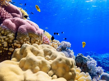 Kızıl denizin dibindeki renkli mercanlar ve egzotik balıklar. Güzel doğal yaz geçmişi