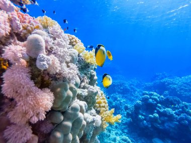 Kızıl denizin dibindeki renkli mercanlar ve egzotik balıklar. Güzel doğal yaz geçmişi