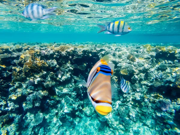밑에는 산호와 이색적 물고기가 물고기가 아름다운 자연의 — 스톡 사진