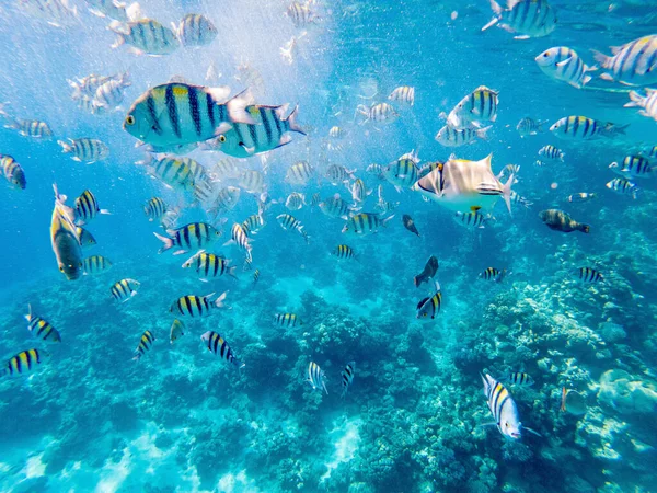 Corais Coloridos Peixes Sargento Exóticos Fundo Mar Vermelho Fundo Verão — Fotografia de Stock