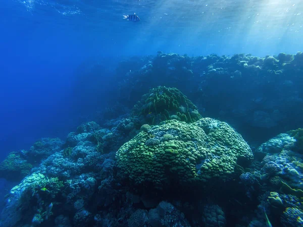 Bunte Korallen Und Exotische Fische Grund Des Roten Meeres Schöne — Stockfoto
