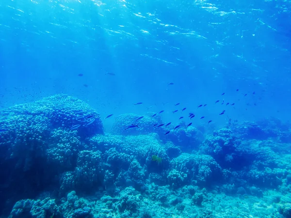 Bunte Korallen Und Exotische Fische Grund Des Roten Meeres Schöne — Stockfoto