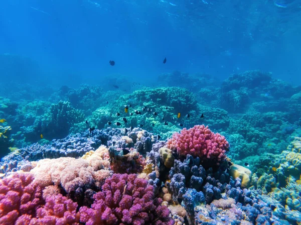 Coloridos Corales Peces Exóticos Fondo Del Mar Rojo Hermoso Fondo — Foto de Stock