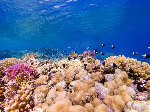 Kızıl denizin dibindeki renkli mercanlar ve egzotik balıklar. Güzel doğal yaz geçmişi
