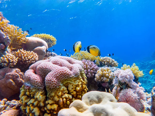 Colorful Corals Exotic Fishes Bottom Red Sea Beautiful Natural Summer — Stock Photo, Image