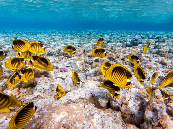 Bunte Korallen Und Exotische Fische Grund Des Roten Meeres Schöne lizenzfreie Stockbilder