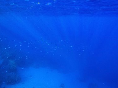 Kızıldeniz 'in dibindeki mercanlar ve egzotik balıklar. Güzel doğal yaz geçmişi