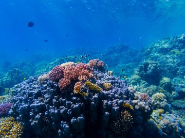 Kızıldeniz 'in dibindeki mercanlar ve egzotik balıklar. Güzel doğal yaz geçmişi
