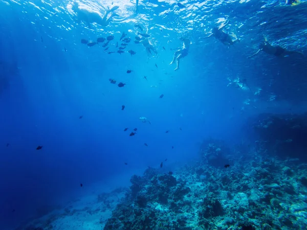 Korallen Und Exotische Fische Grund Des Roten Meeres Schöne Natürliche — Stockfoto