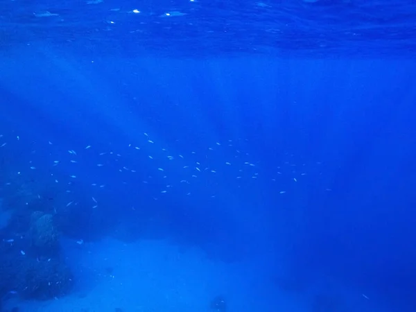 Кораллы Экзотические Рыбы Дне Красного Моря Красивый Природный Летний Фон — стоковое фото
