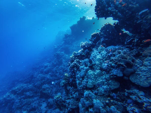 Coralli Pesci Esotici Fondo Mar Rosso Bellissimo Sfondo Estivo Naturale — Foto Stock