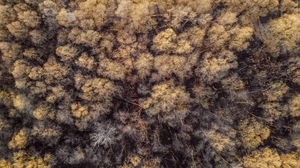 aerial veiw of forest. drone shot . toned picture