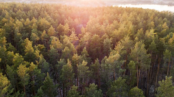Żyła Powietrzna Zielonego Lasu Zachodzie Słońca Strzał Drona — Zdjęcie stockowe