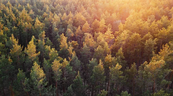 Κεραία Veiw Του Πράσινου Δάσους Στο Ηλιοβασίλεμα Επανδρωμένο — Φωτογραφία Αρχείου