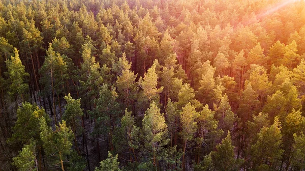 Vzdušný Závoj Zeleného Lesa Při Západu Slunce Výstřel Dronu — Stock fotografie