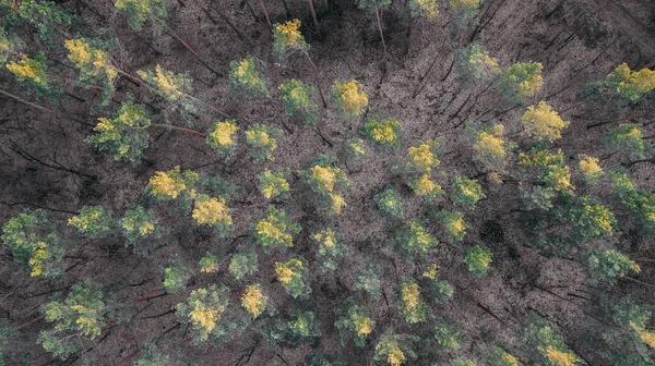 aerial veiw of forest. drone shot . toned picture