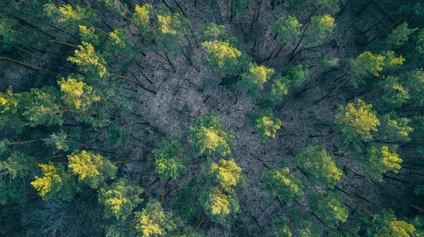 Żyła Powietrzna Zielonego Lasu Strzał Drona — Zdjęcie stockowe