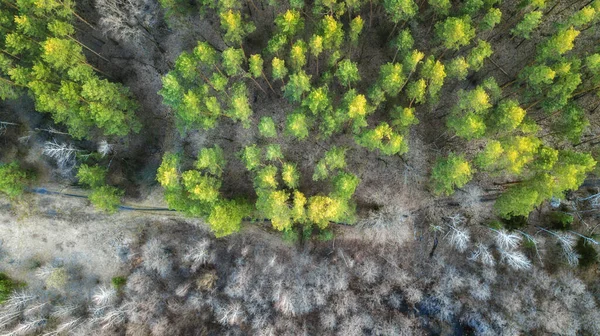 绿色森林的空中Veiw 无人驾驶飞机射击 — 图库照片