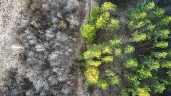 aerial veiw of green forest. drone shot .